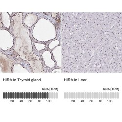 HIRA Antibody, Novus Biologicals 25 &mu;L, Unlabeled:Antibodies, Polyclonal